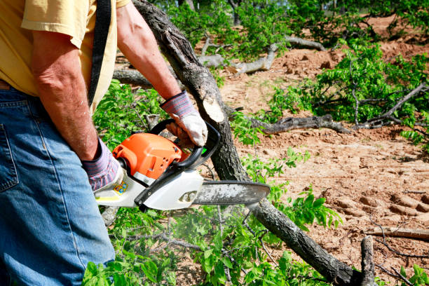 Tree Health Inspection in Malmstrom Af, MT